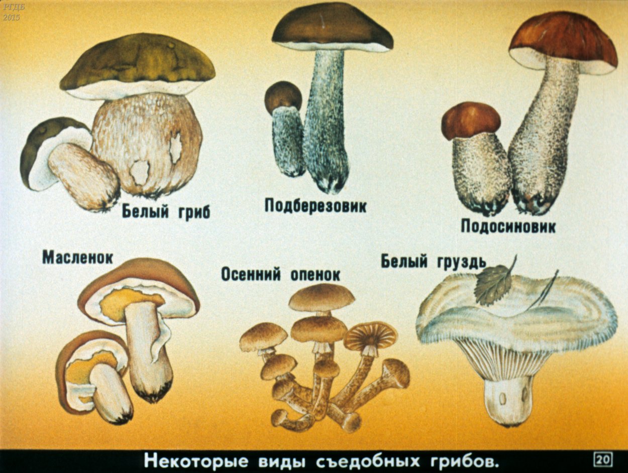 Лесные грибы съедобные и несъедобные