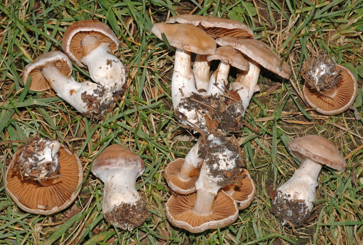 Опёнок толстоногий (Armillaria lutea)