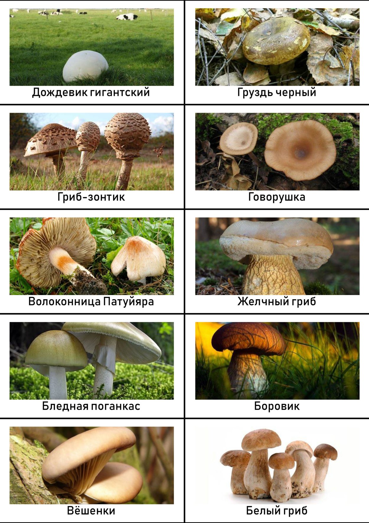 Съедобные грибы и несъедобные грибы названия