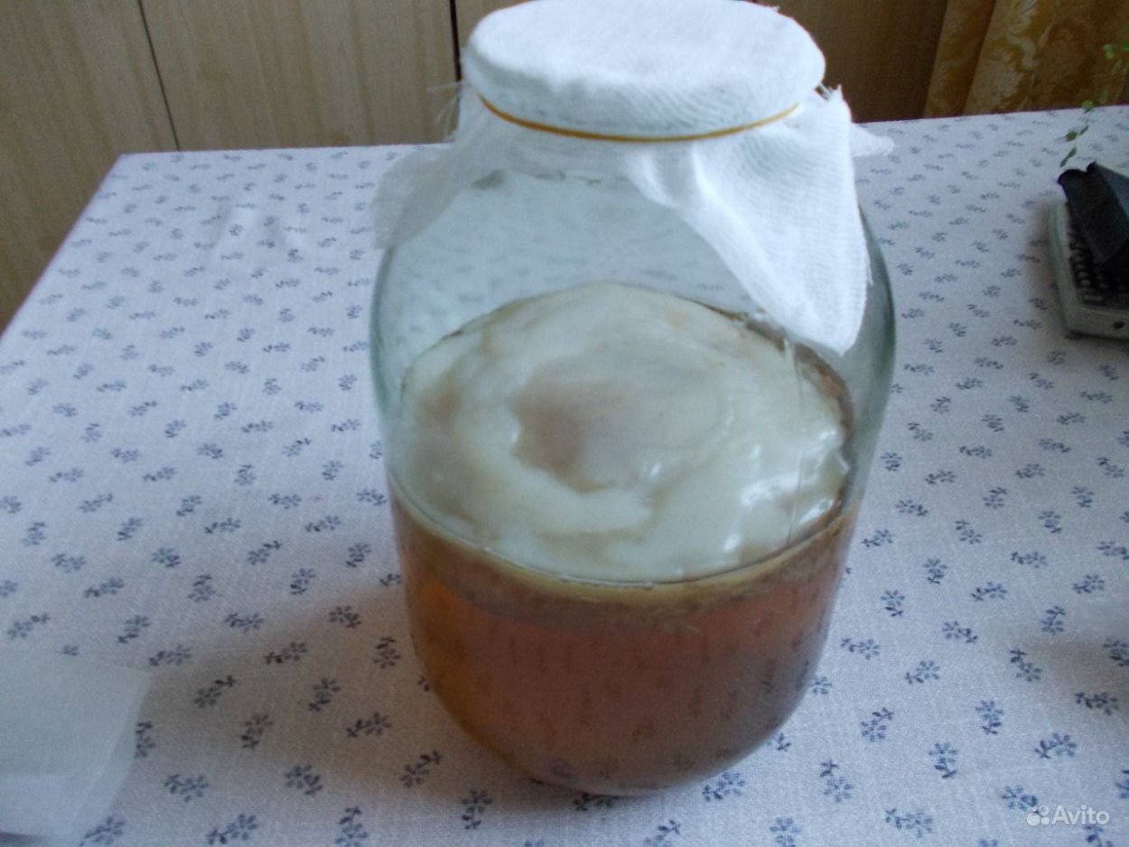 Чайный гриб "Kombucha Box"