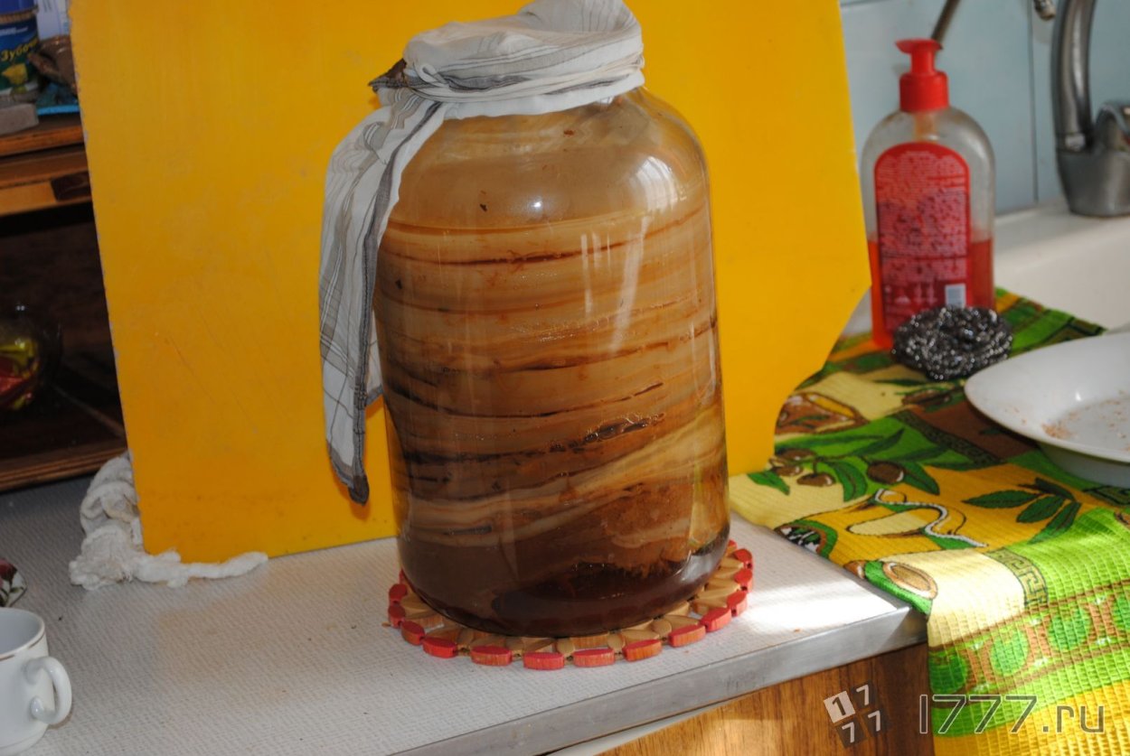 Kombucha чайный гриб