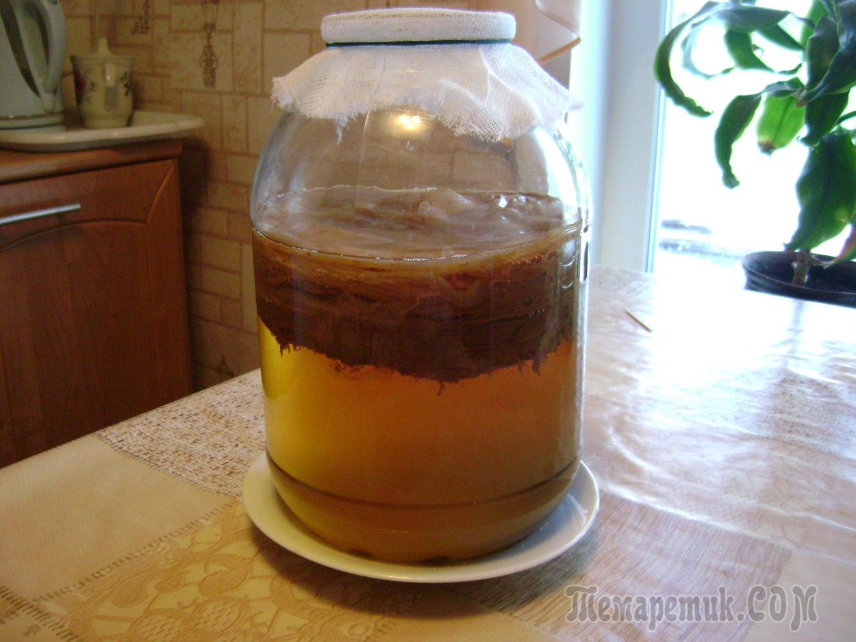 Kombucha чайный гриб