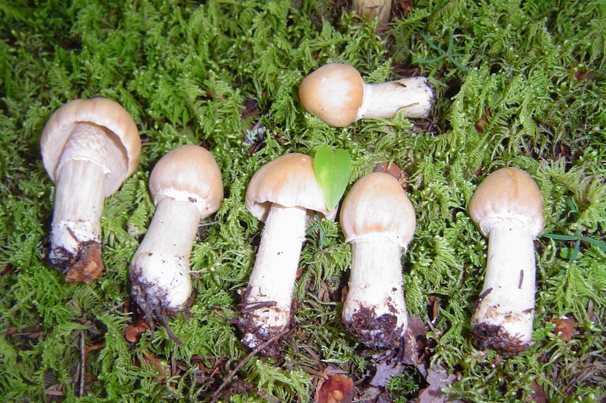 Колпак кольчатый (Rozites caperatus)