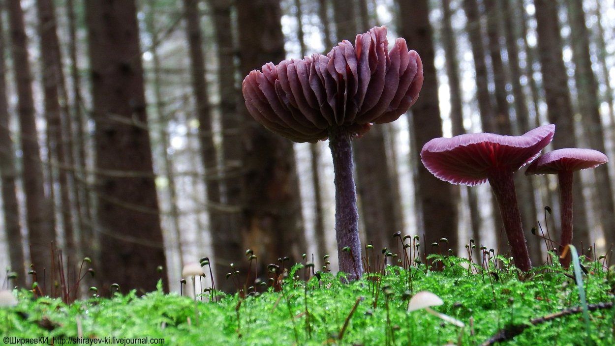 Гриб Laccaria amethystina.