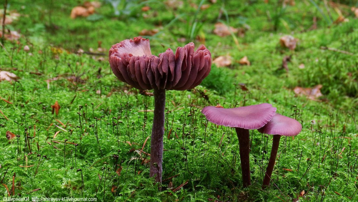 Гриб Laccaria amethystina.
