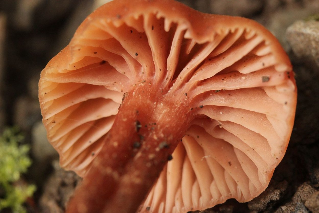 Лаковица розовая Laccaria laccata (лаковица обыкновенная (лаковица розовая))