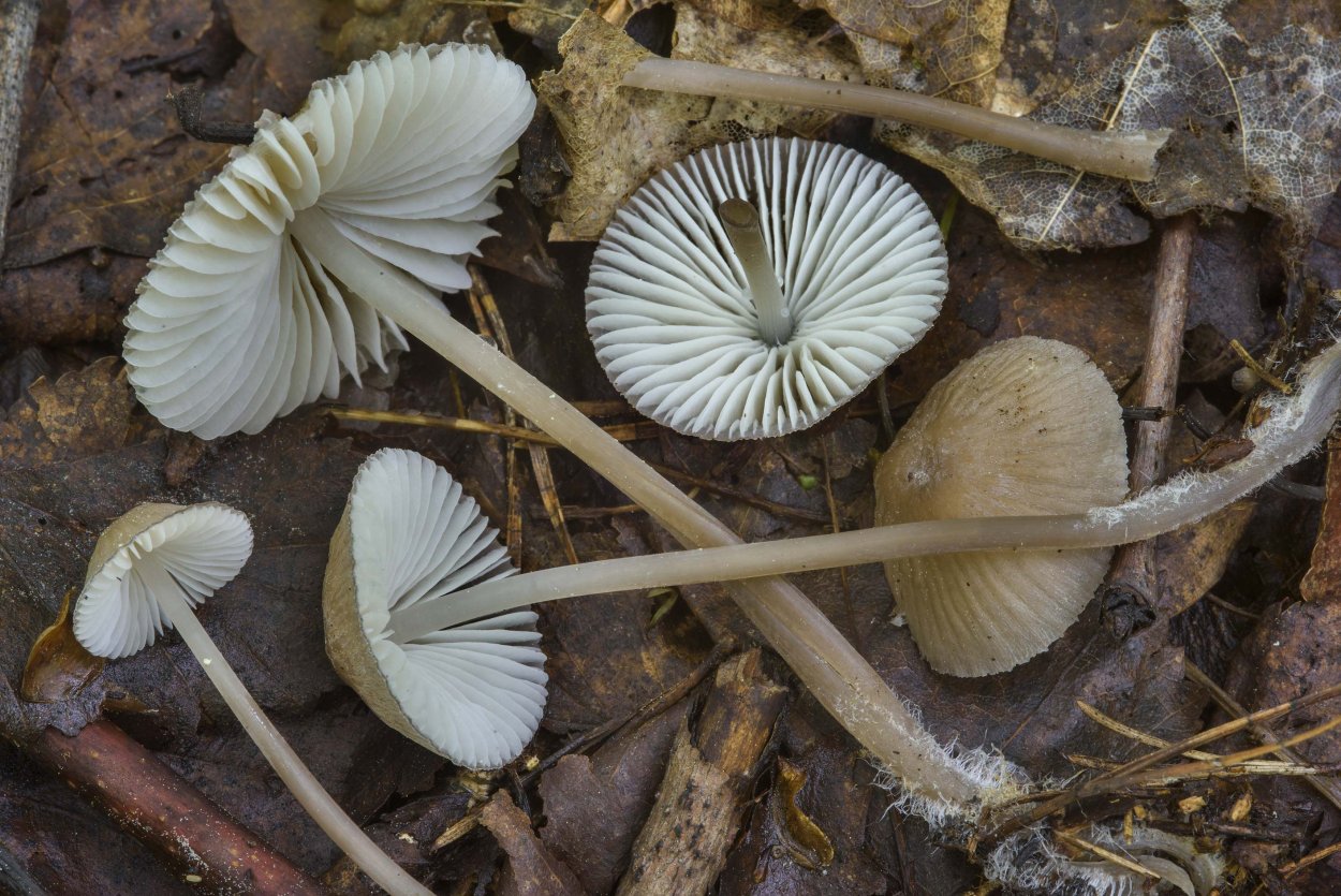 Mycena abramsii