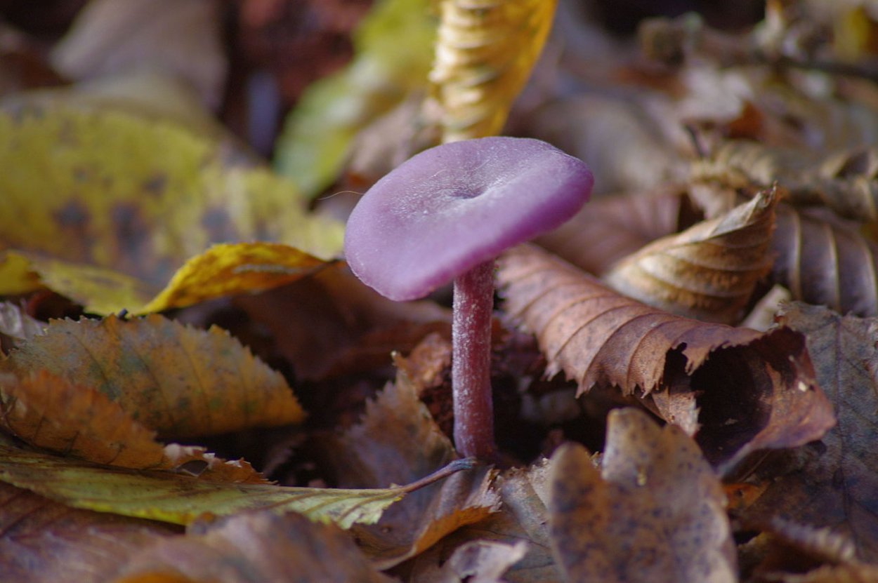 Лаковица Аметистовая / Amethyst Deceiver