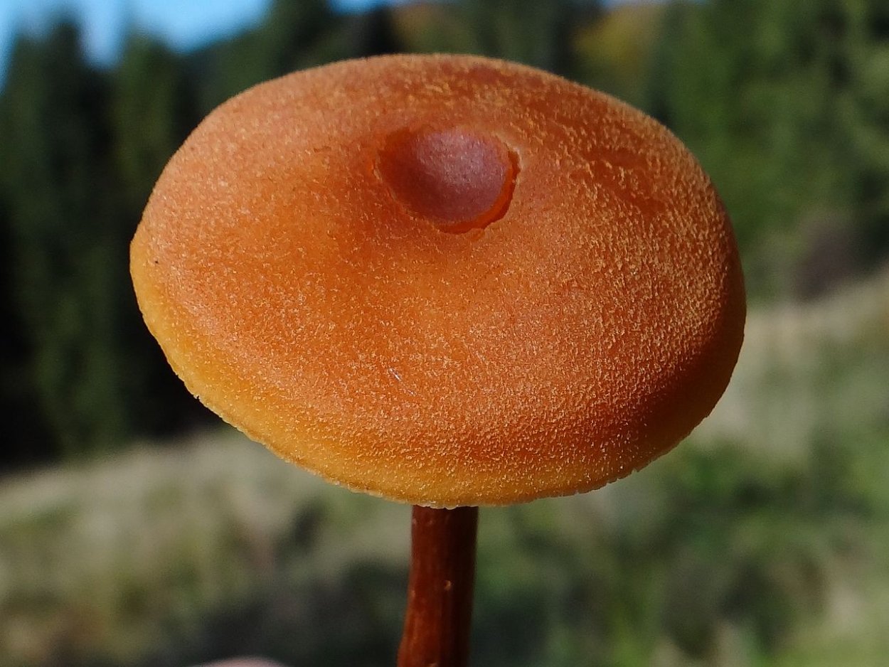 Лаккария охропурпурная
