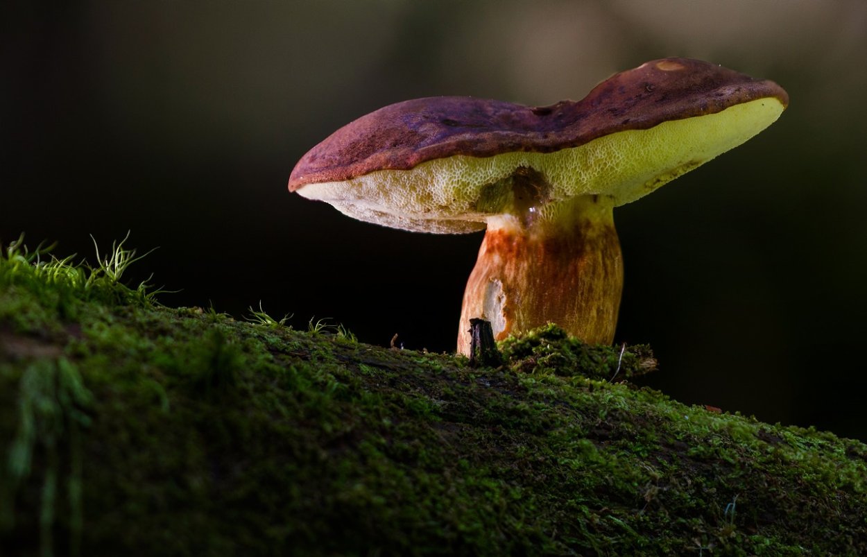 Fungi Gatherers