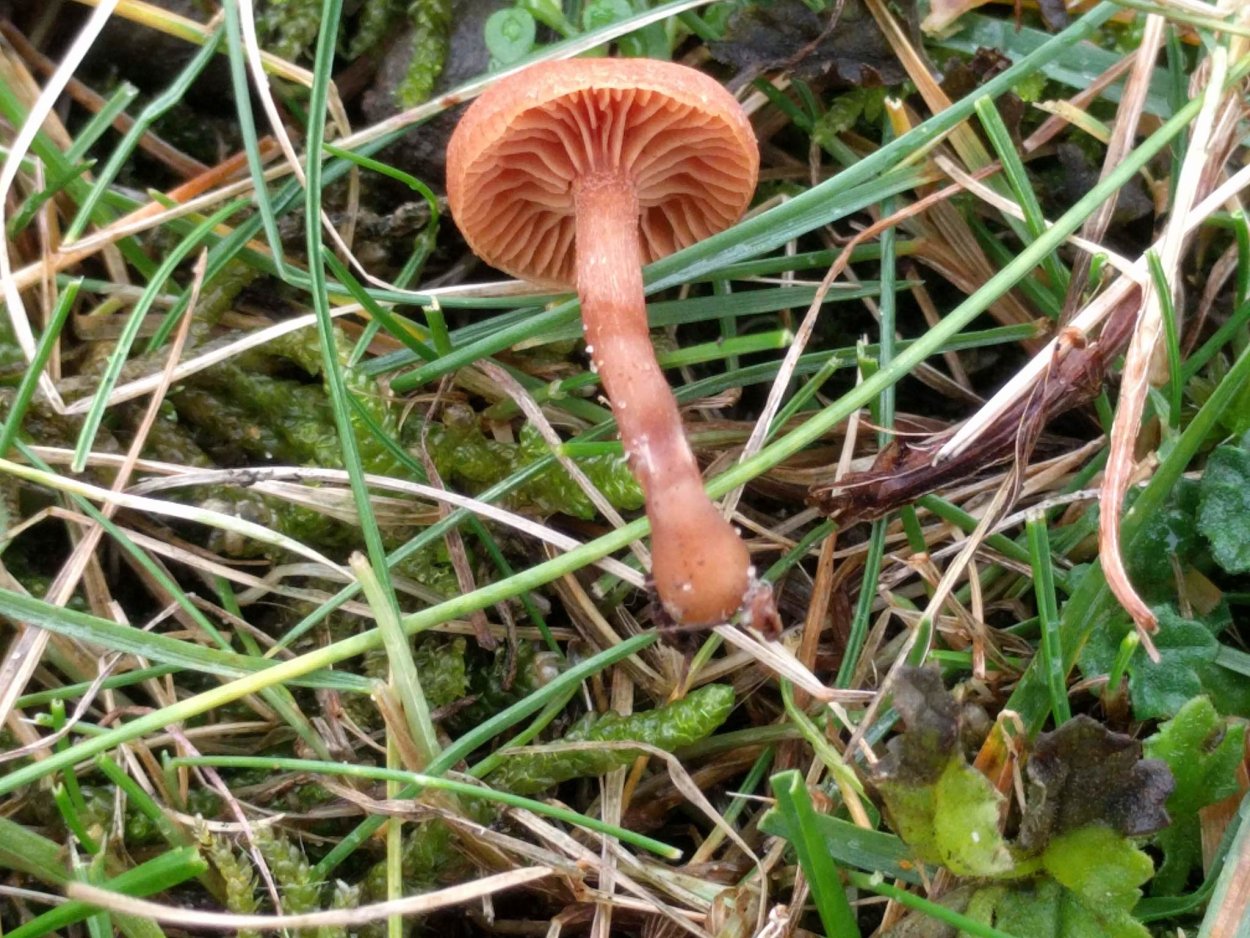 Лаковица розовая Laccaria laccata