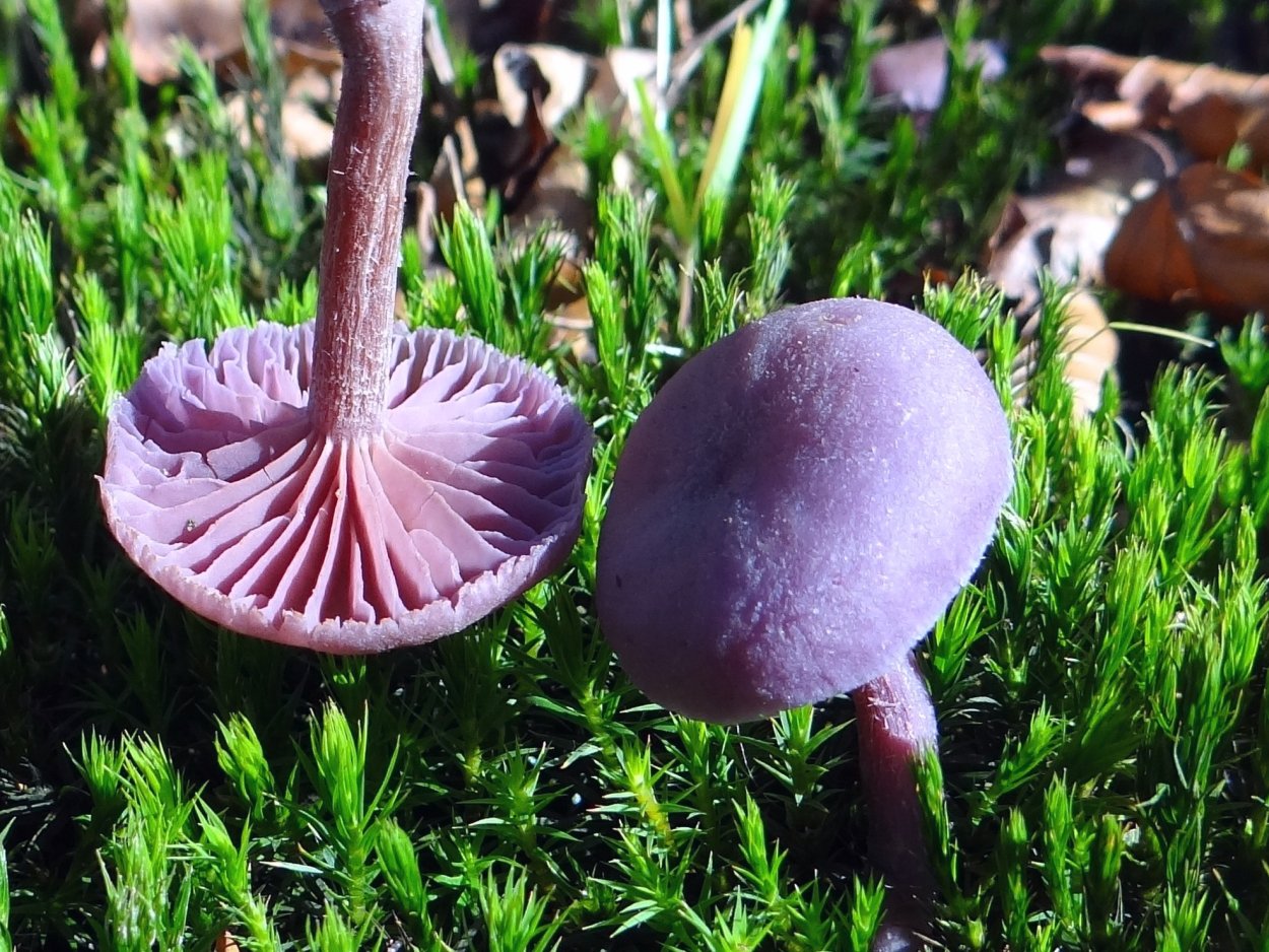 Laccaria amethystina