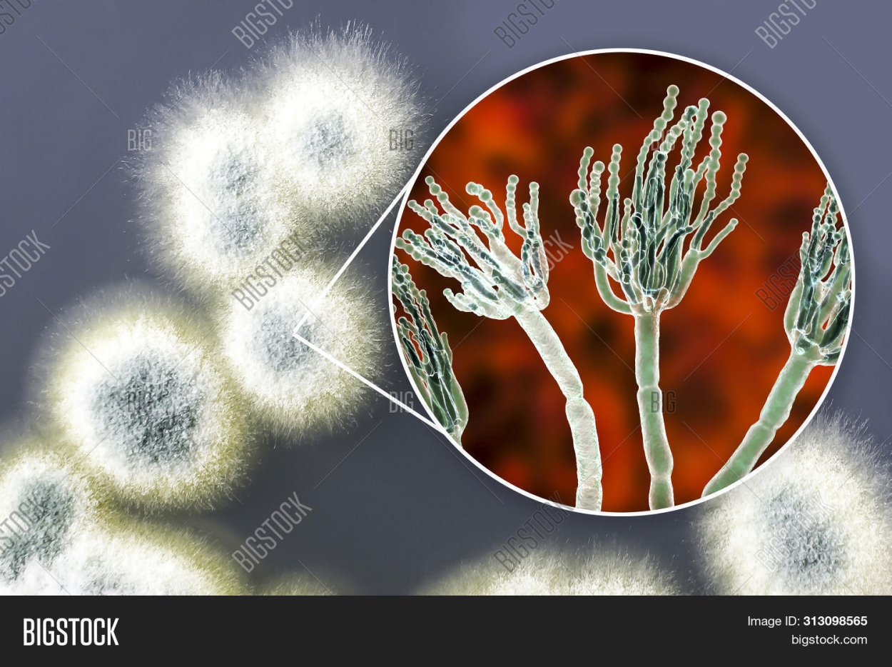 Penicillium spinulosum