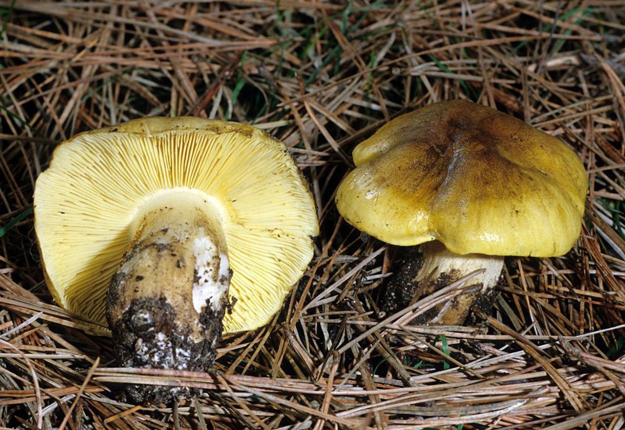 Зеленушка (Tricholoma equestre)