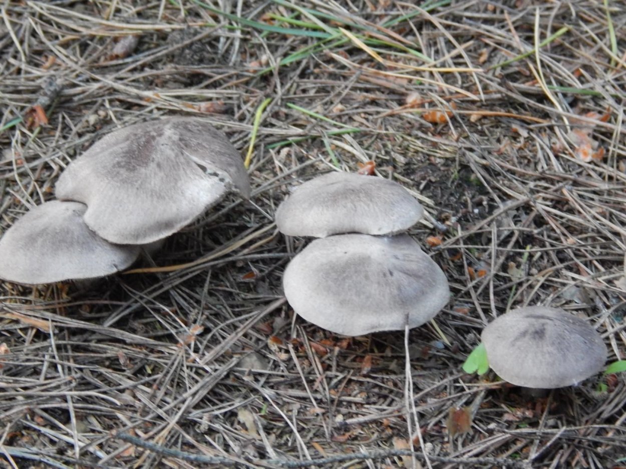 Рядовка заостренная Tricholoma virgatum.