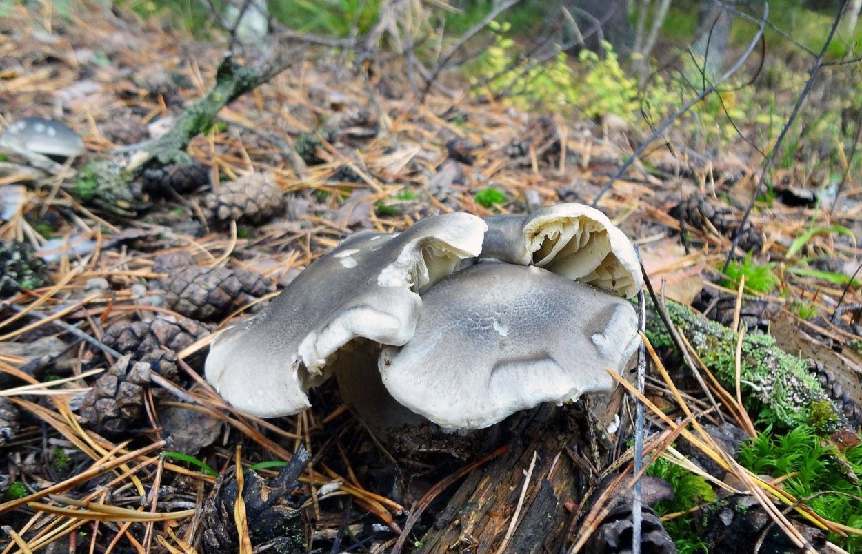 Рядовка Овернская Tricholoma arvernense