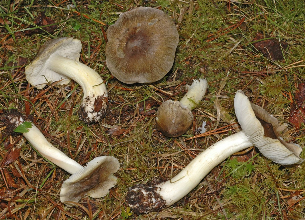 Серушка гриб Lactarius flexuosus