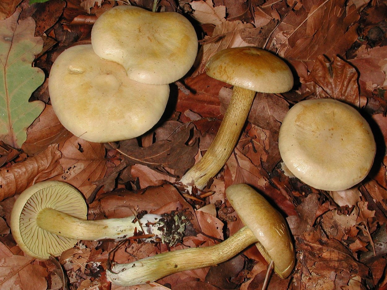 Серушки и зеленушки