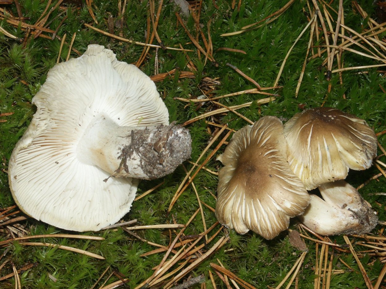 Рядовка серая Tricholoma portentosum.