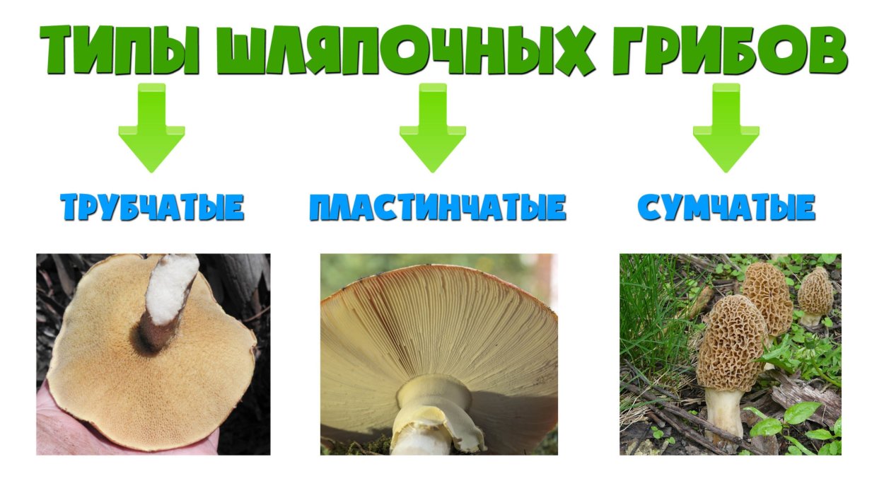 Съедобные грибы и несъедобные грибы названия