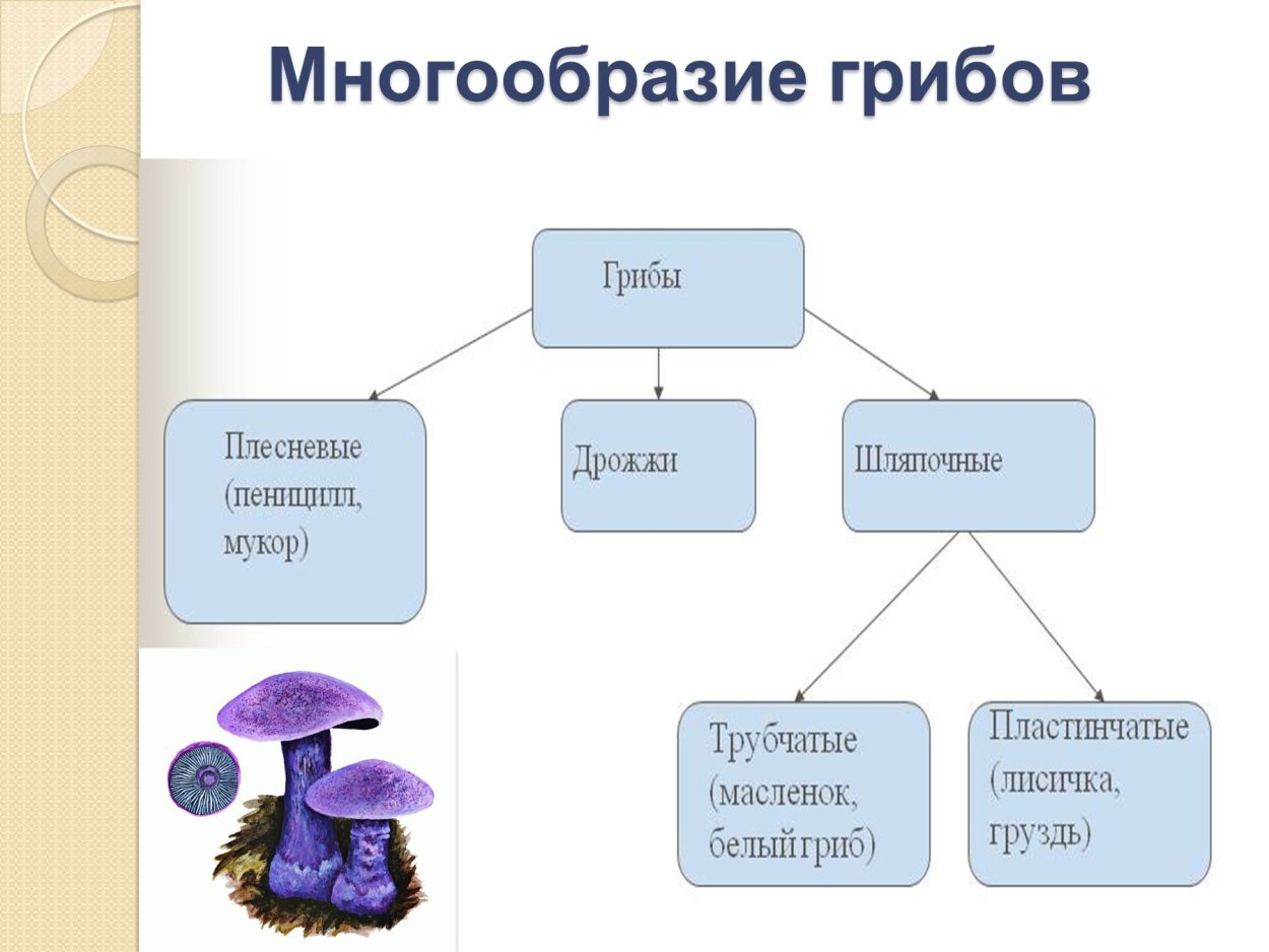 Сыроежка гриб ложный и съедобный