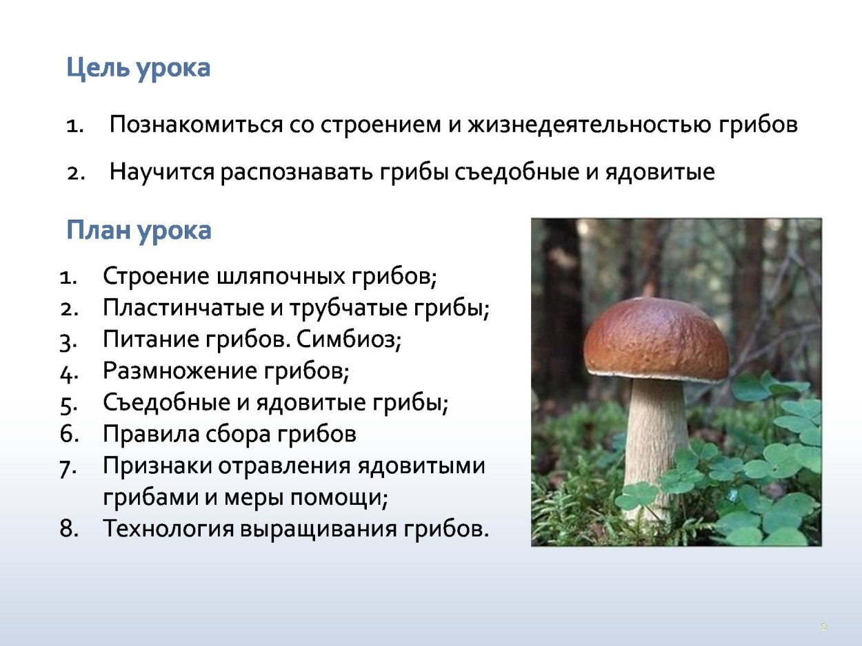 Несъедобные грибы ядовитые грибы