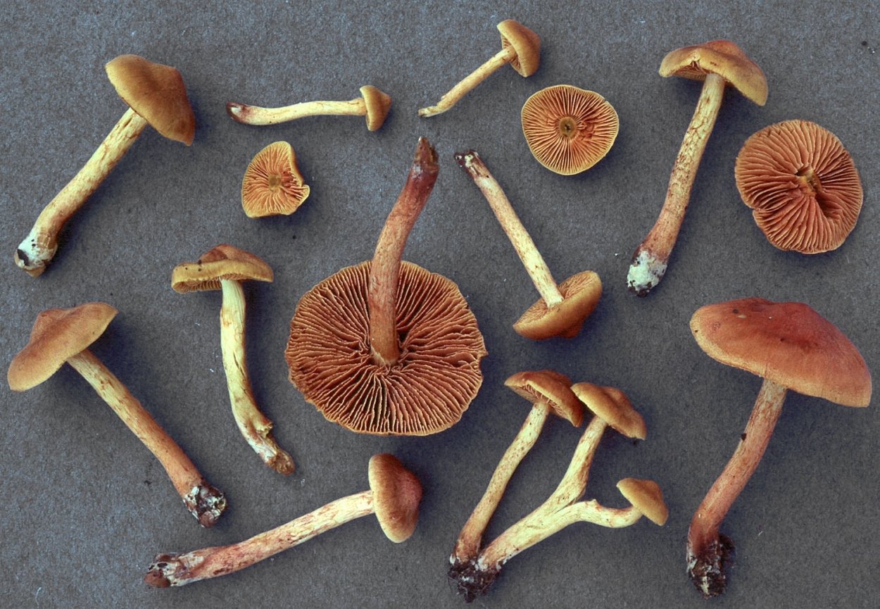 Пластинчатые ядовитые грибы примеры