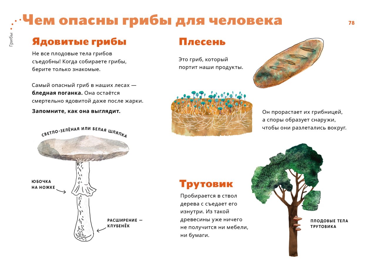 Опасные двойники съедобных грибов