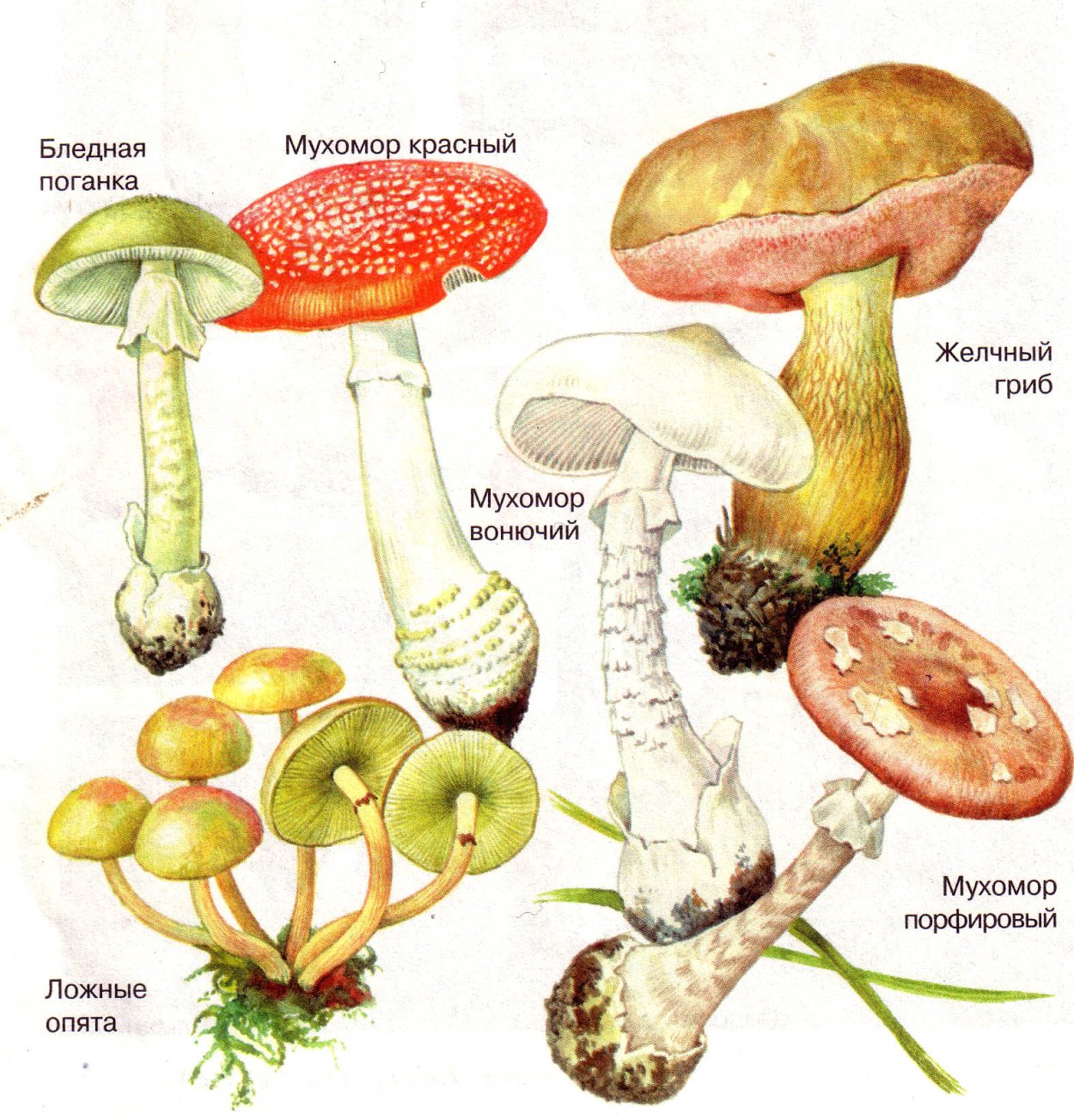 Death cap Mushroom