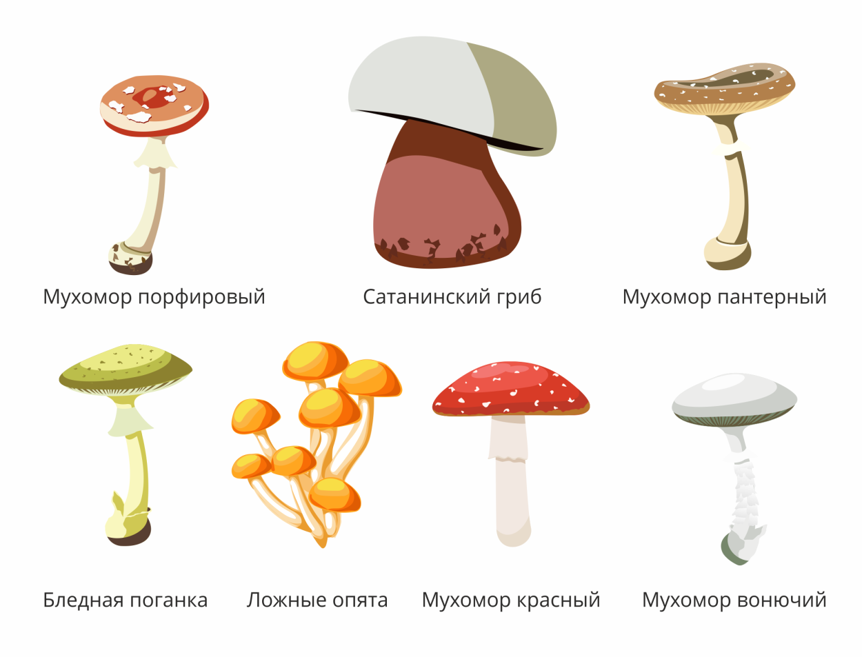 Классификация шляпочных грибов