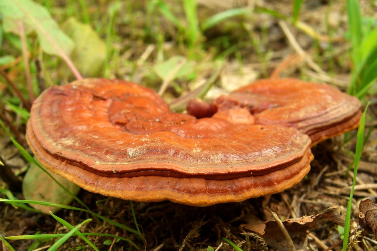 Трутовик лакированный Ganoderma lucidum