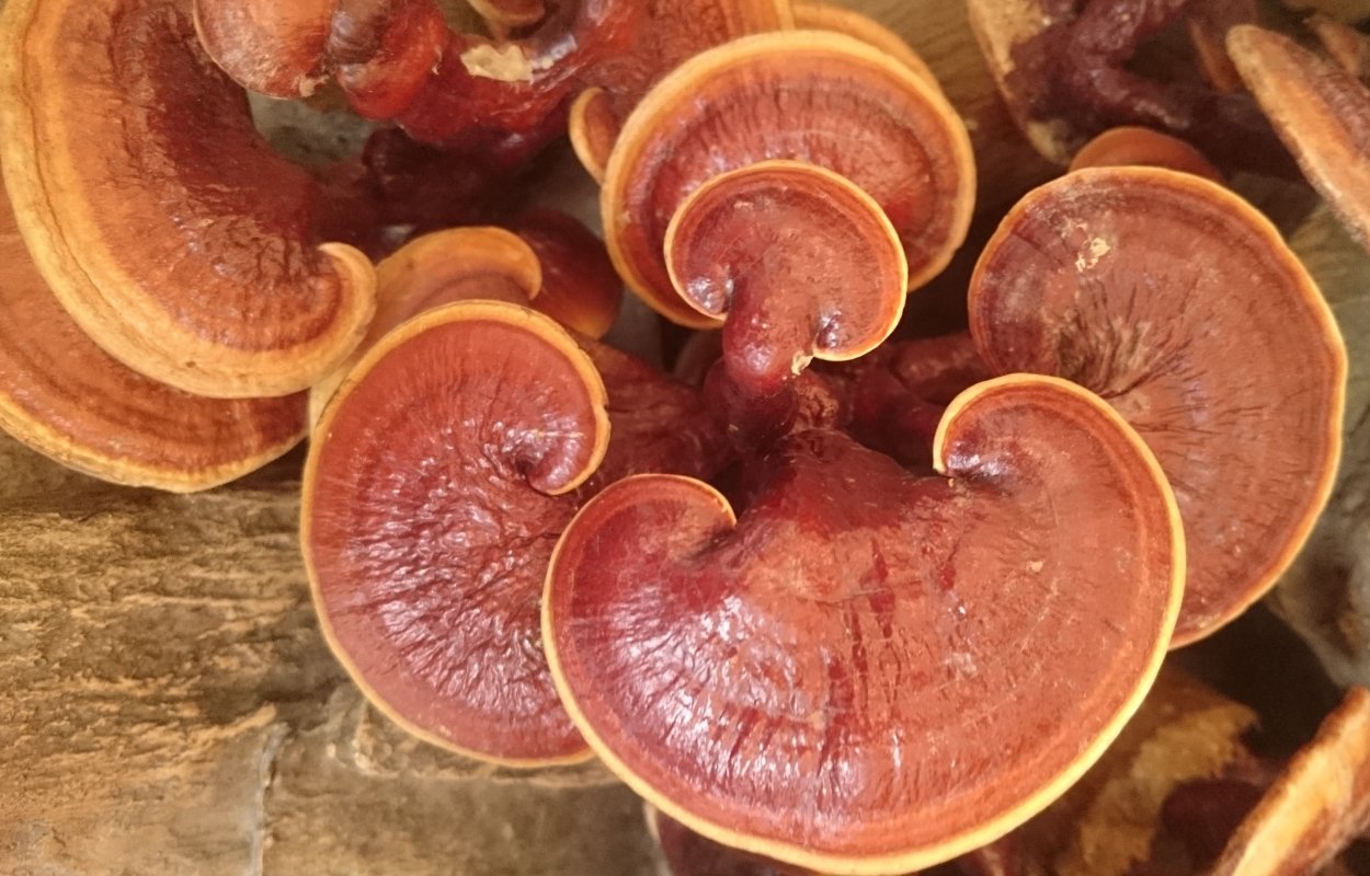 Рейши (Ganoderma lucidum)