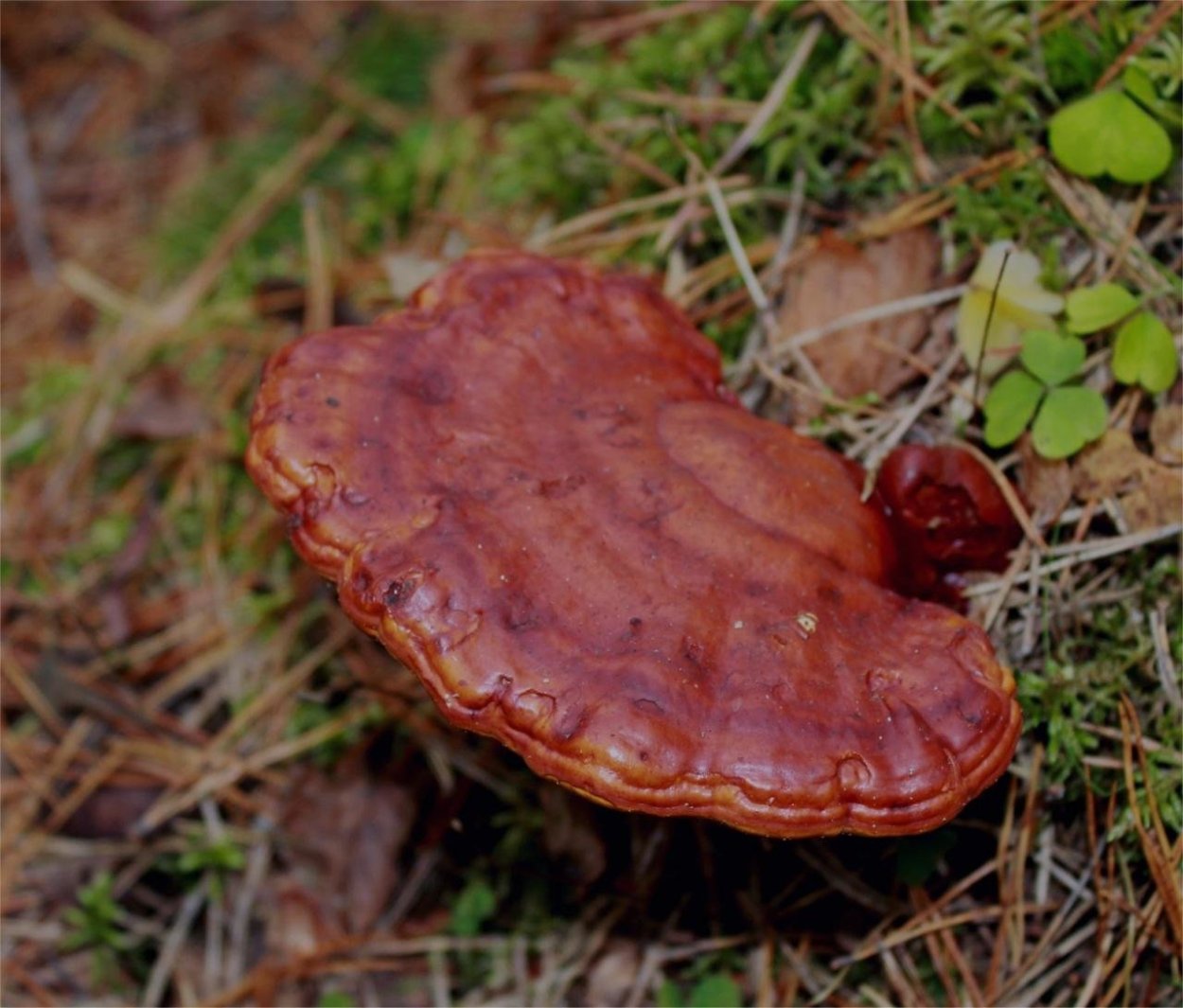 Гриб трутовик Ganoderma lucidum