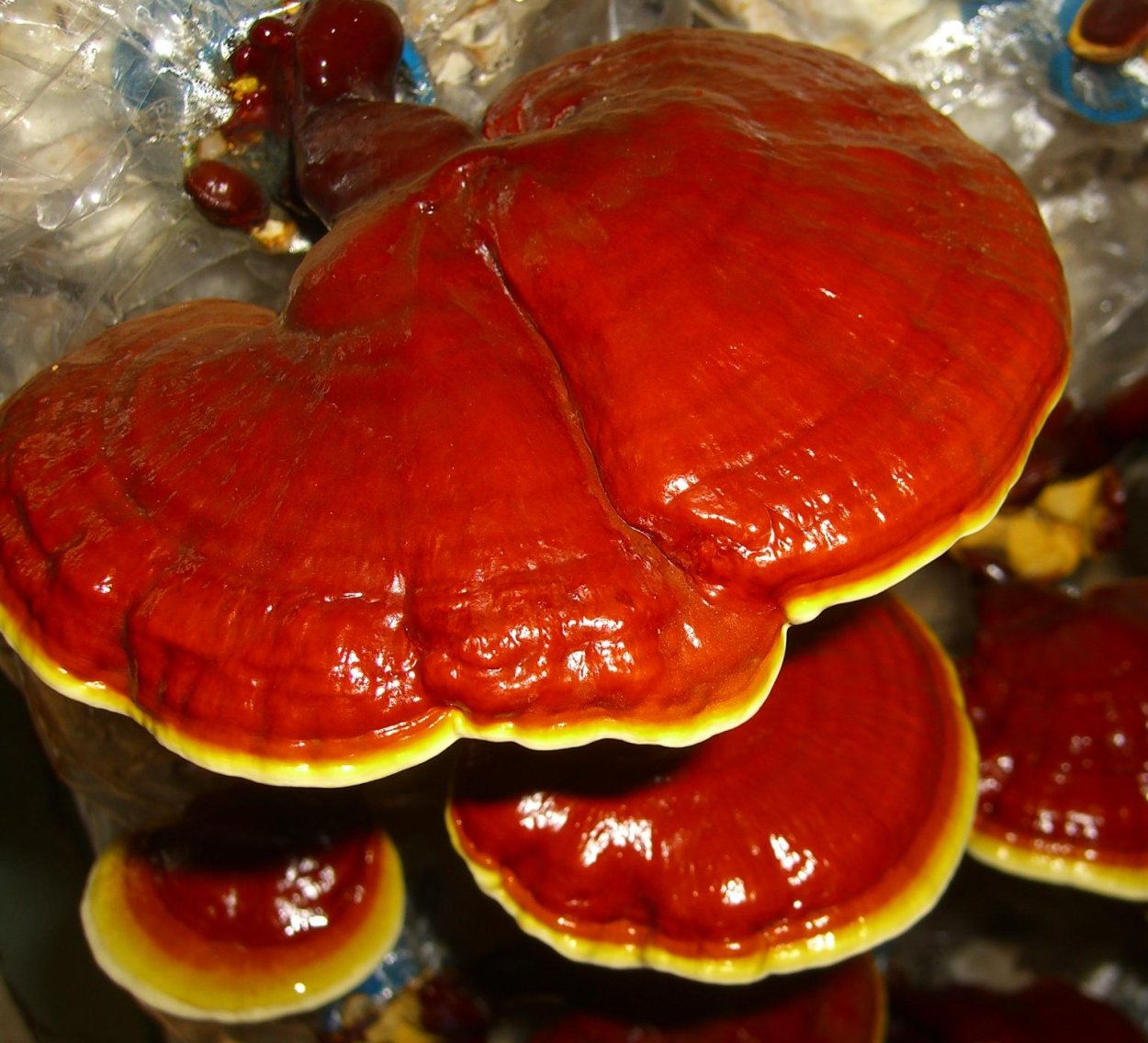 Трутовик лакированный Ganoderma lucidum