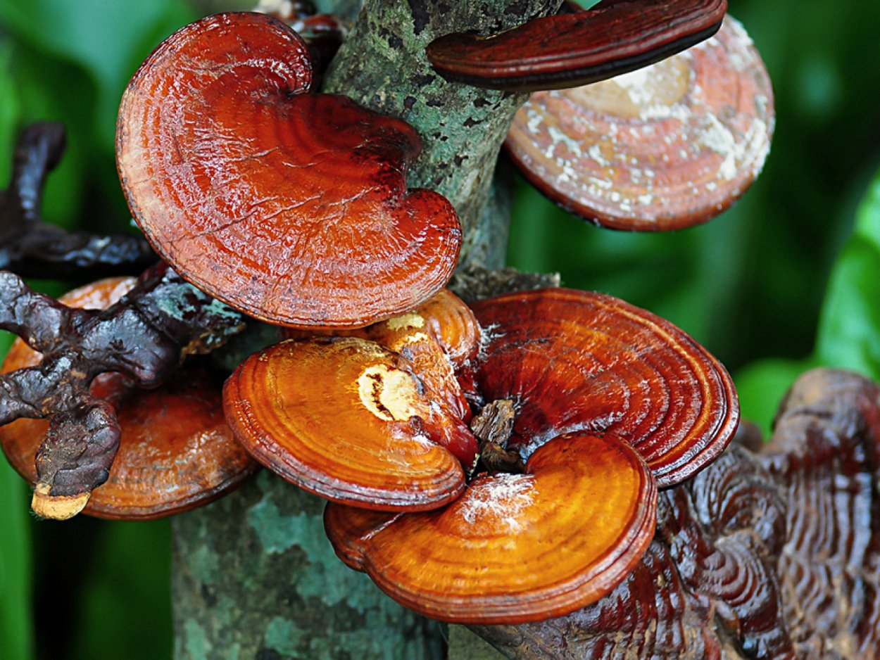 Трутовик лакированный Ganoderma lucidum