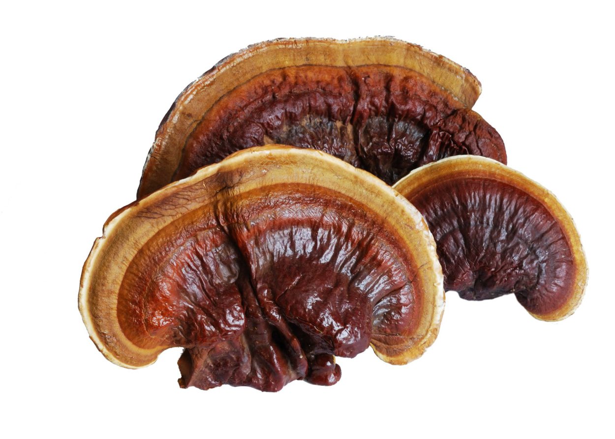 Рейши (Ganoderma lucidum)