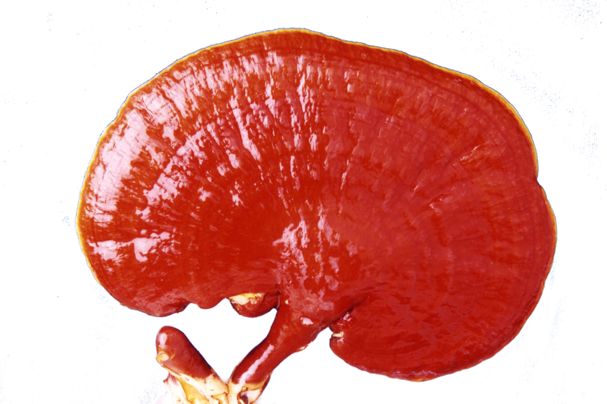 Ganoderma Геншин
