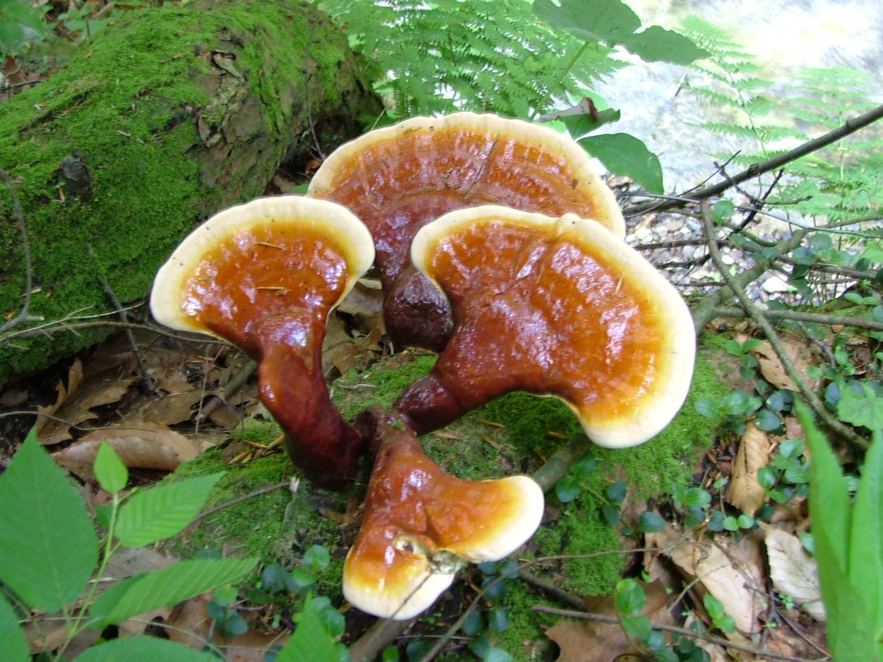 Трутовик лакированный Ganoderma lucidum