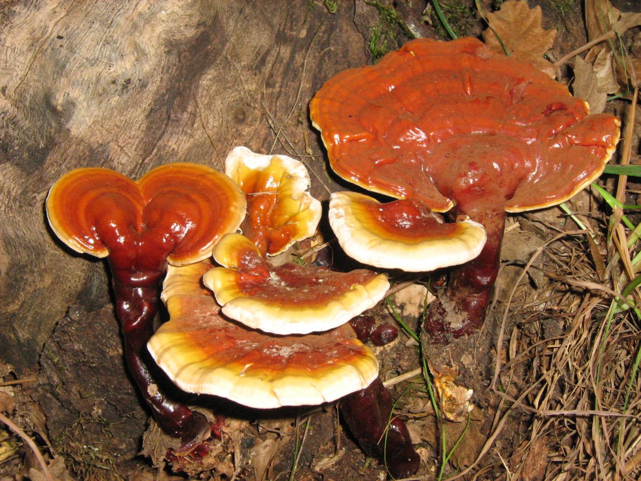 Гриб трутовик Ganoderma lucidum