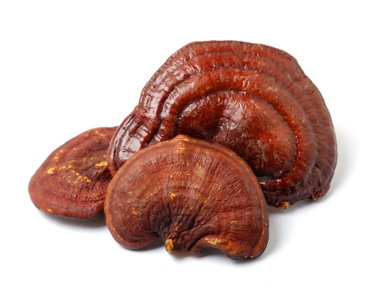 Red Reishi (Ganoderma lucidum) на белом фоне