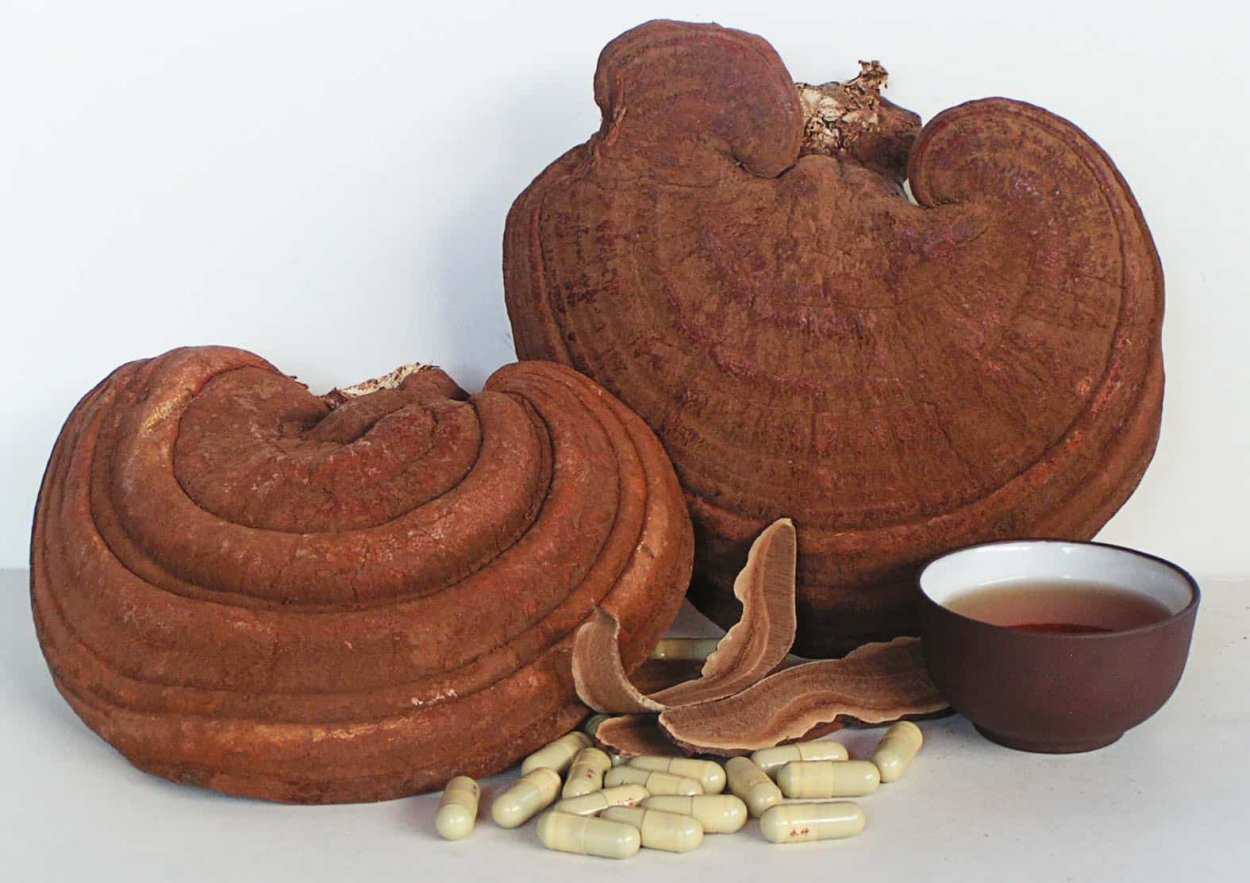 Рейши (Линчжи)