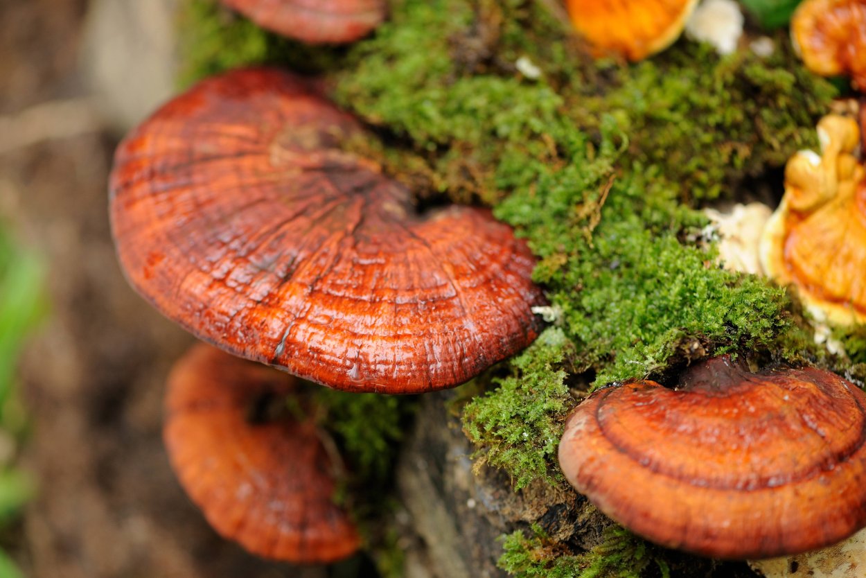 Гриб Ganoderma lucidum