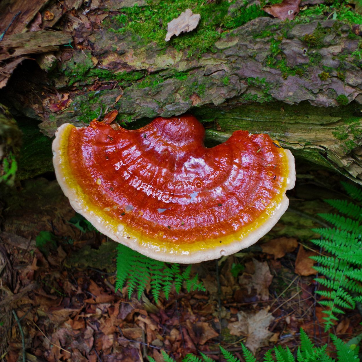 Ganoderma фон