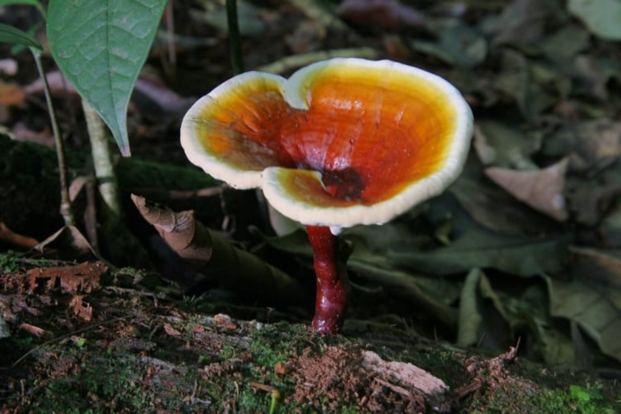 Рейши (Ganoderma lucidum)