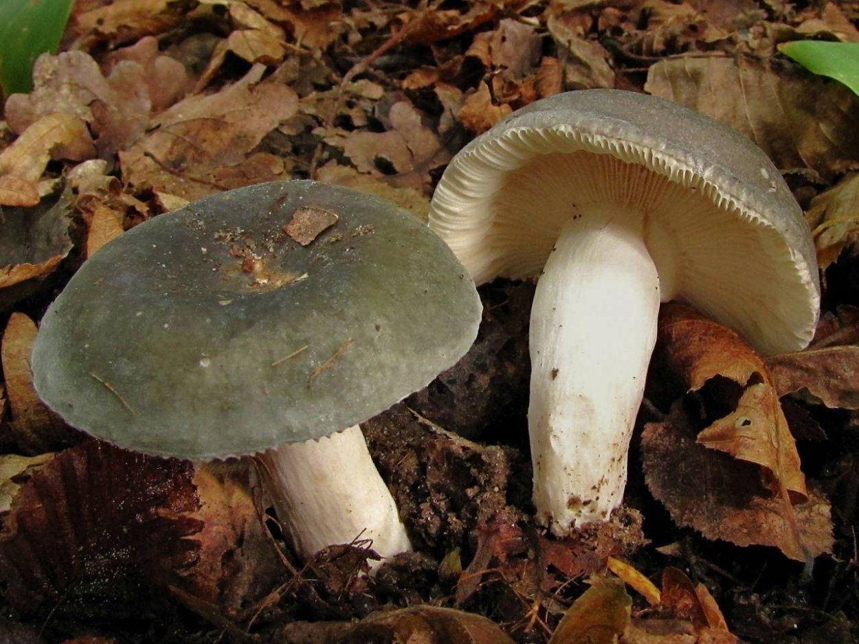 Сыроежка зелёная (Russula aeruginea).