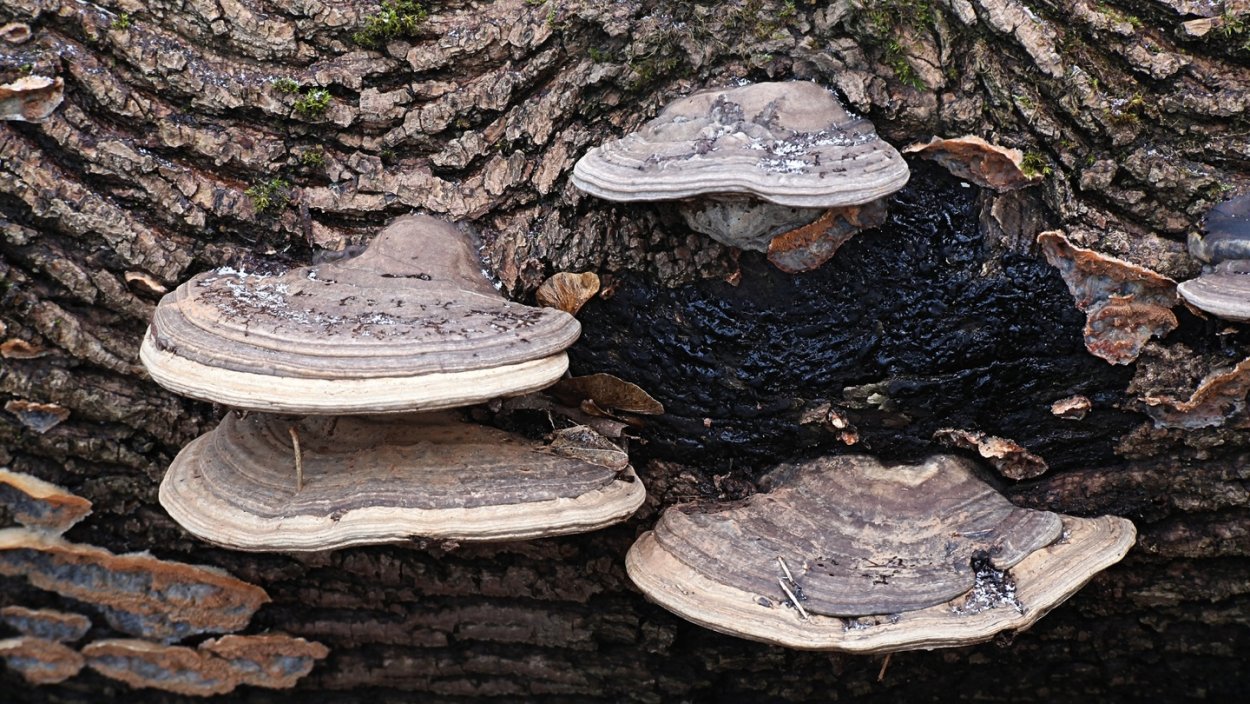 Documentary - the Magic of Mushrooms