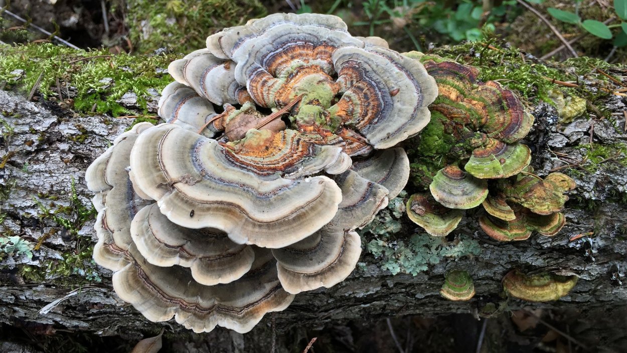 PYCNIDS fungi