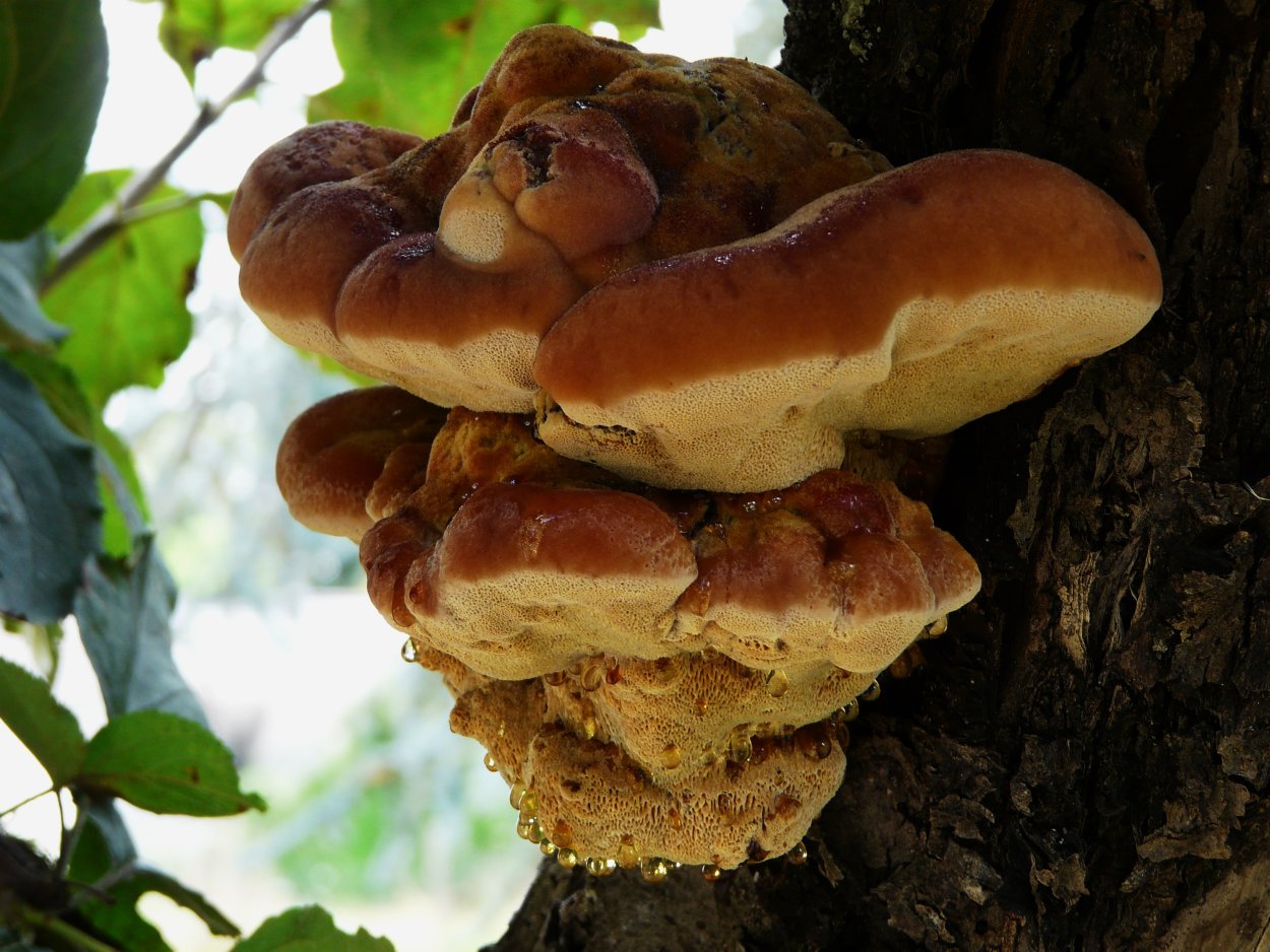 Inonotus dryophilus