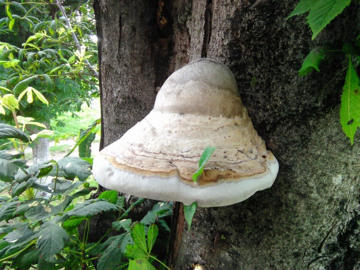 Трутовик обыкновенный fomes fomentarius