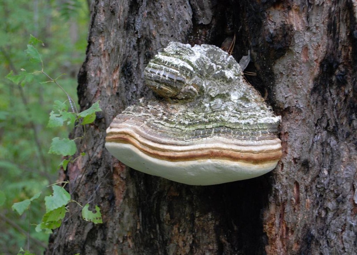 Phellinus igniarius